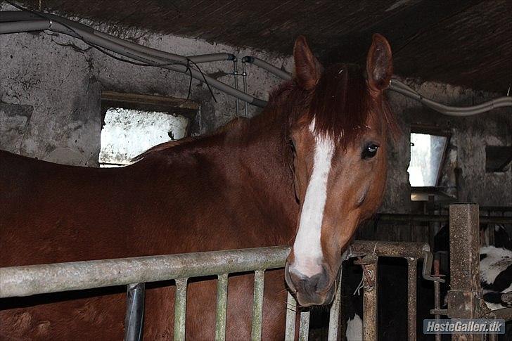 Dansk Varmblod Engeplet Charmeur <3 *Vildhesten* - Charmeur i boksen, og kigger på at Camilla og jeg gør Lukke klar til stævne <3
Taget af Camilla <3 billede 11