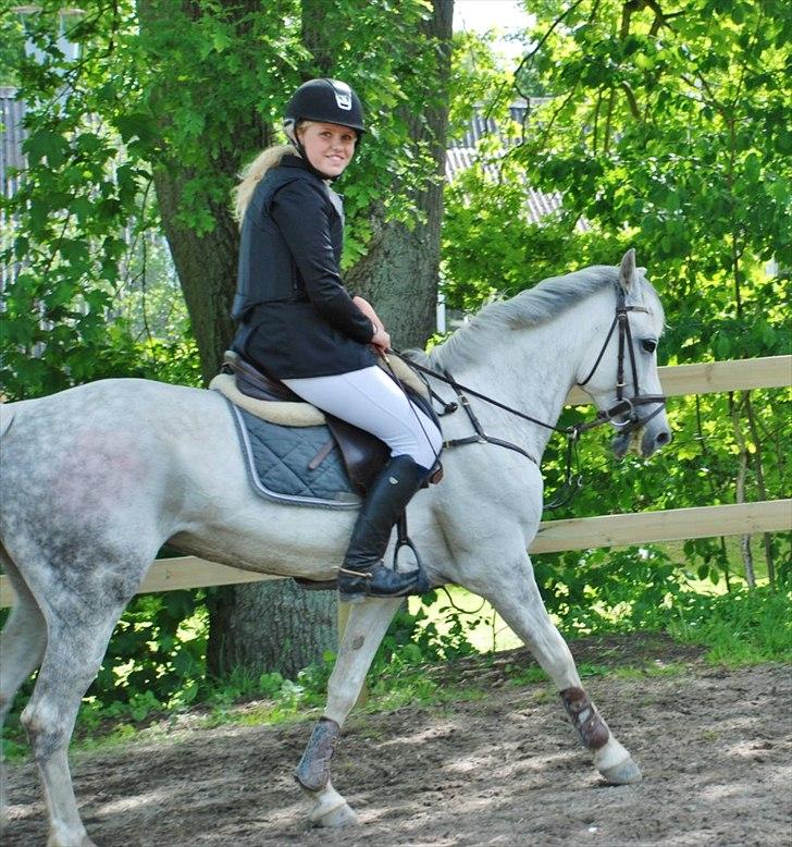 Tysk Sportspony Toscana billede 20