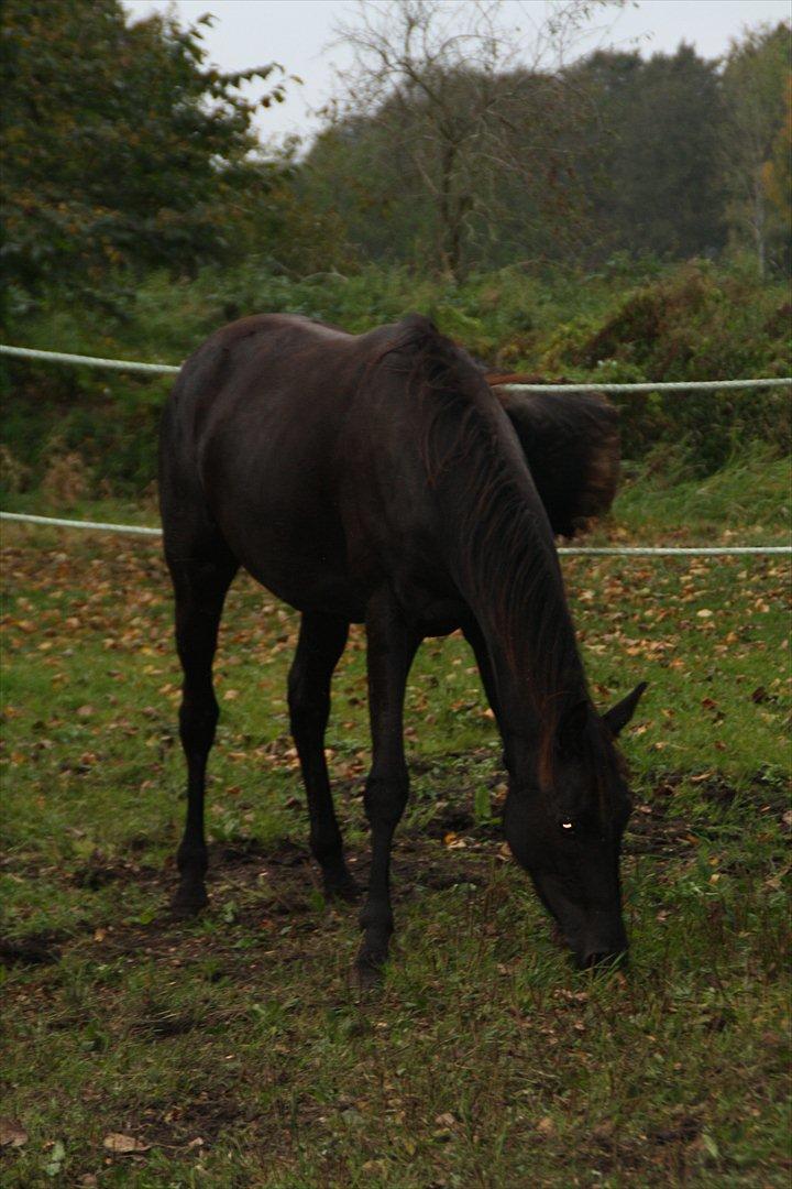 Trakehner Im Precious billede 16