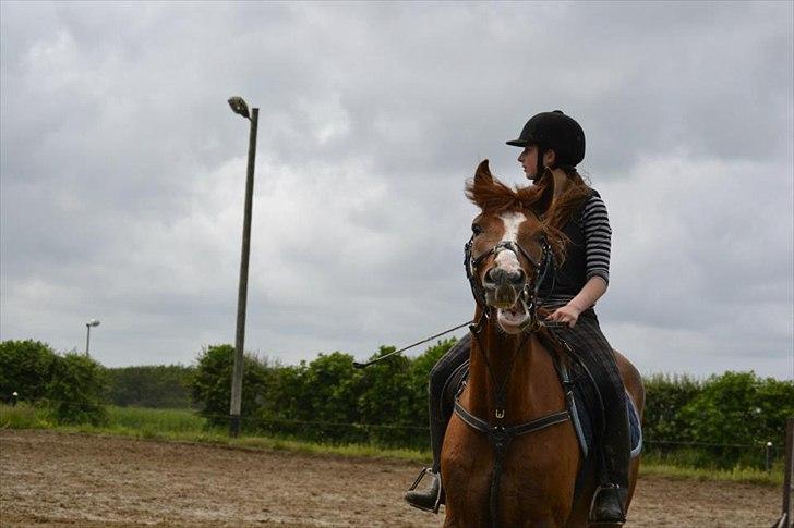 Dansk Varmblod Engeplet Charmeur <3 *Vildhesten* - Velkommen til min profil <3 Charmeurs profil self. :D
Taget af Anne Mette billede 1