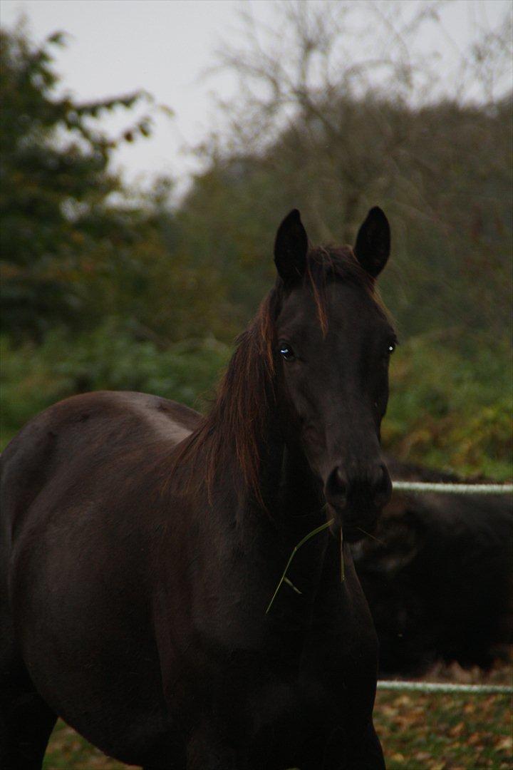 Trakehner Im Precious billede 17