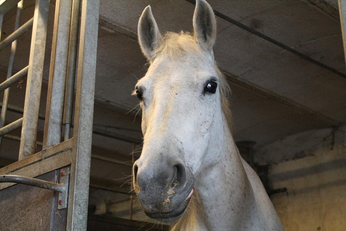 Anden særlig race Fanta<3 - Hvis du bad mig råbe ud til hele verden at jeg elsker dig, så ville jeg bare hviske det i dit øre, for du er hele min verden..<3 billede 15
