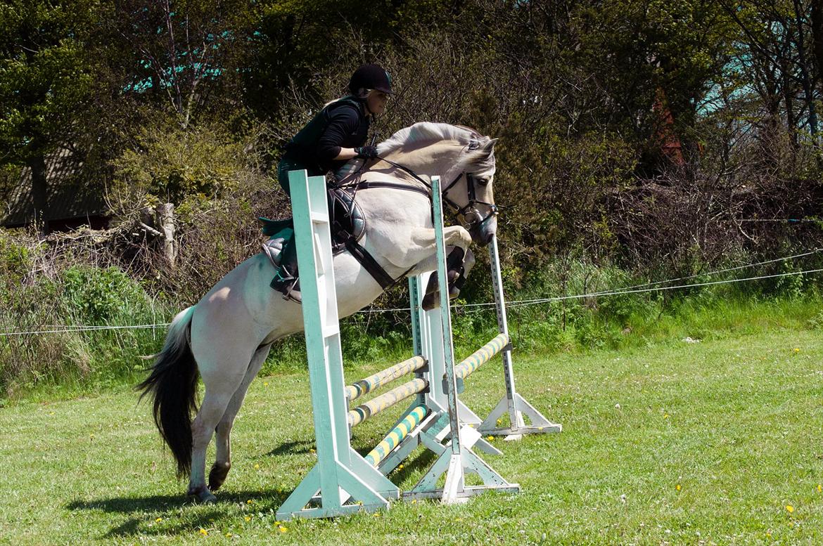 Fjordhest Perle Fjordvang - en ener' - Min Guldhest <33333 billede 1