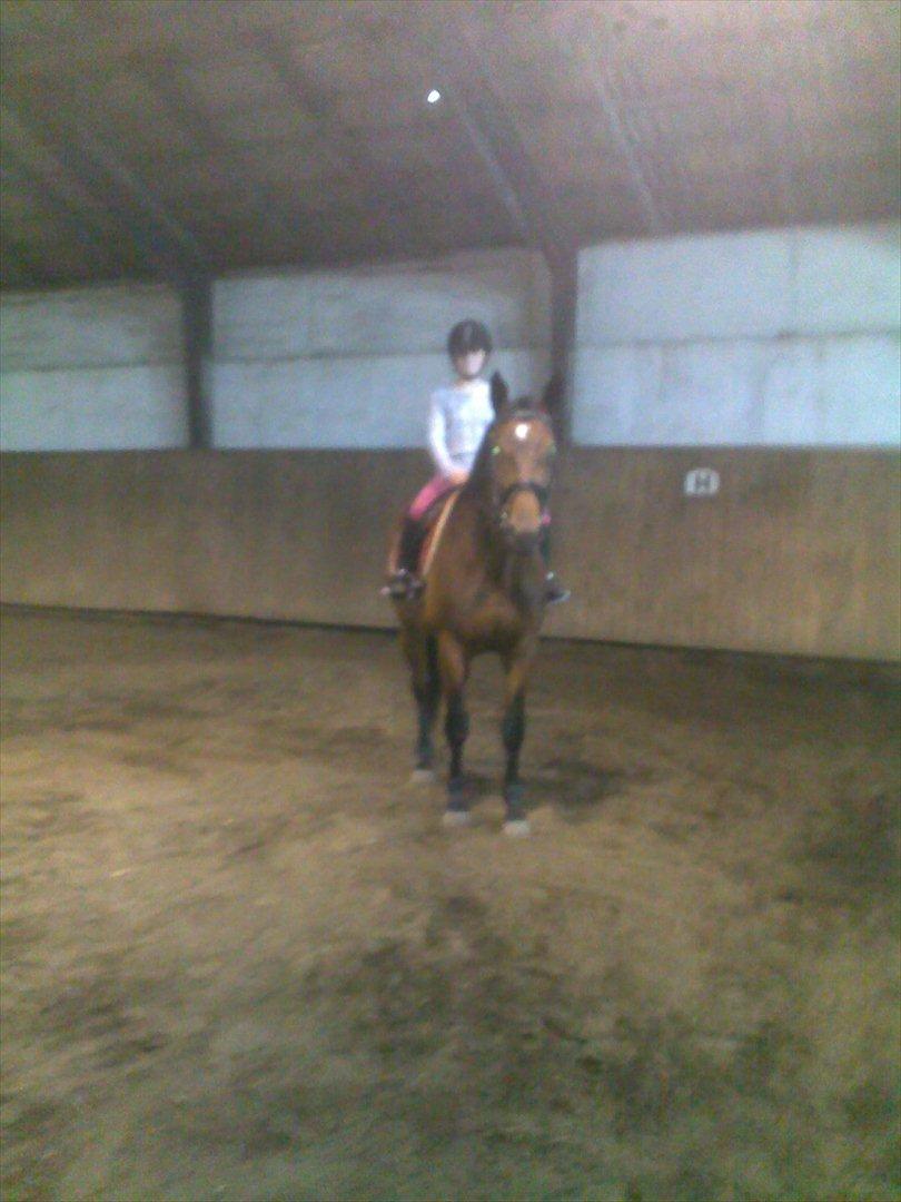 Oldenborg Horsmarks Unella - Katja der prøver Unella for første gang billede 9