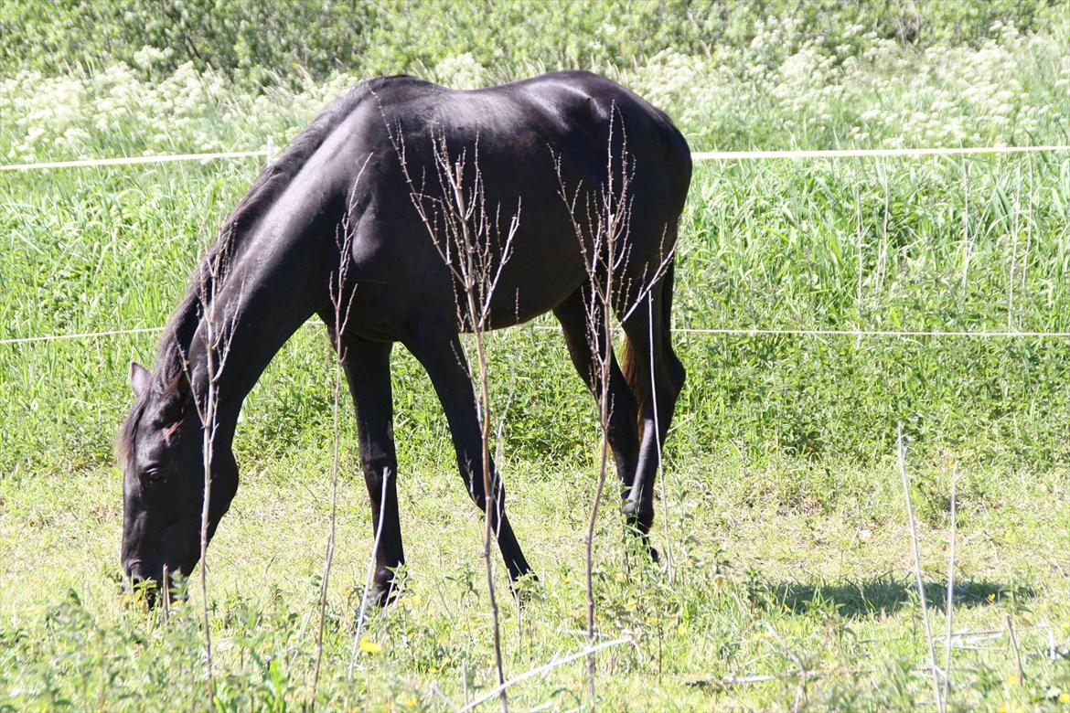 Trakehner Im Precious billede 18
