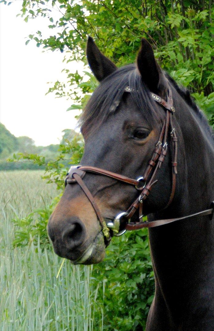 DSP Samara Spring pony billede 14