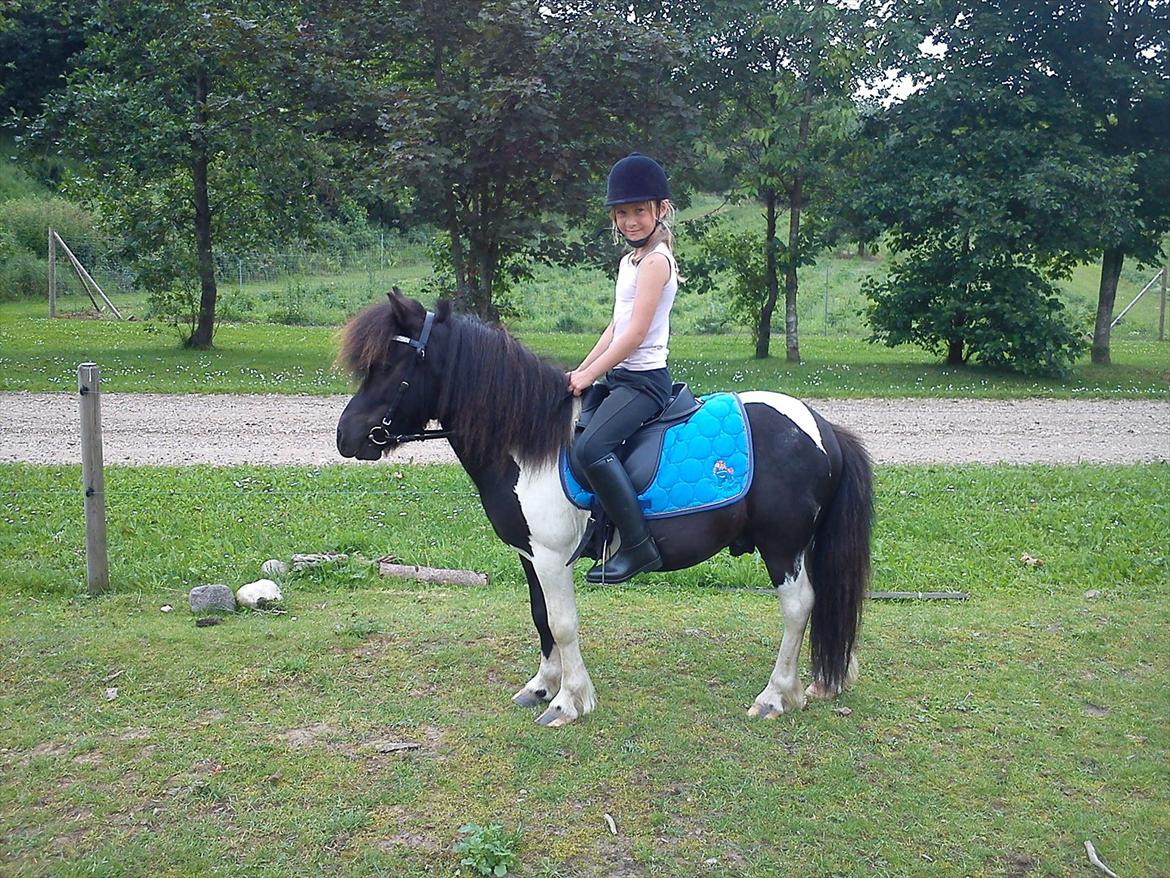 Anden særlig race Cowi - en parade billede 1