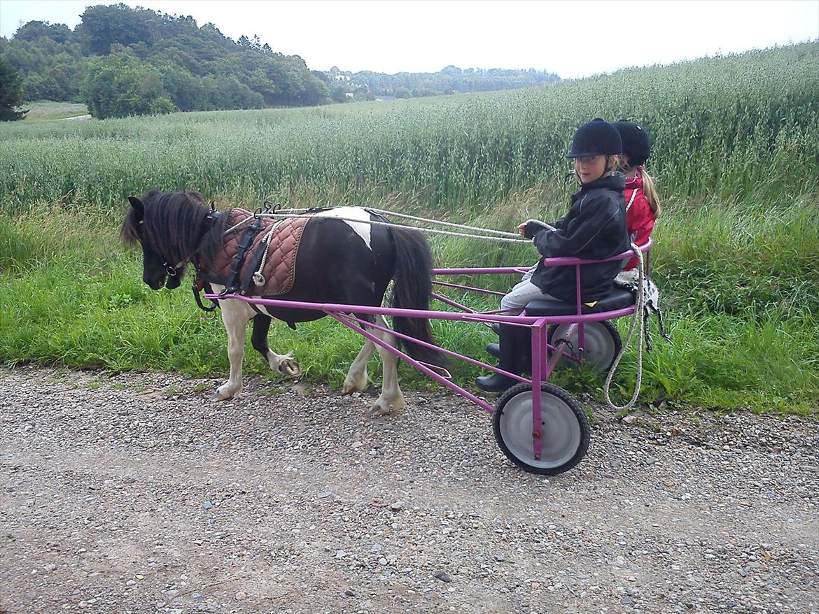 Anden særlig race Cowi - mig og min søster på en tur i sulkien billede 2