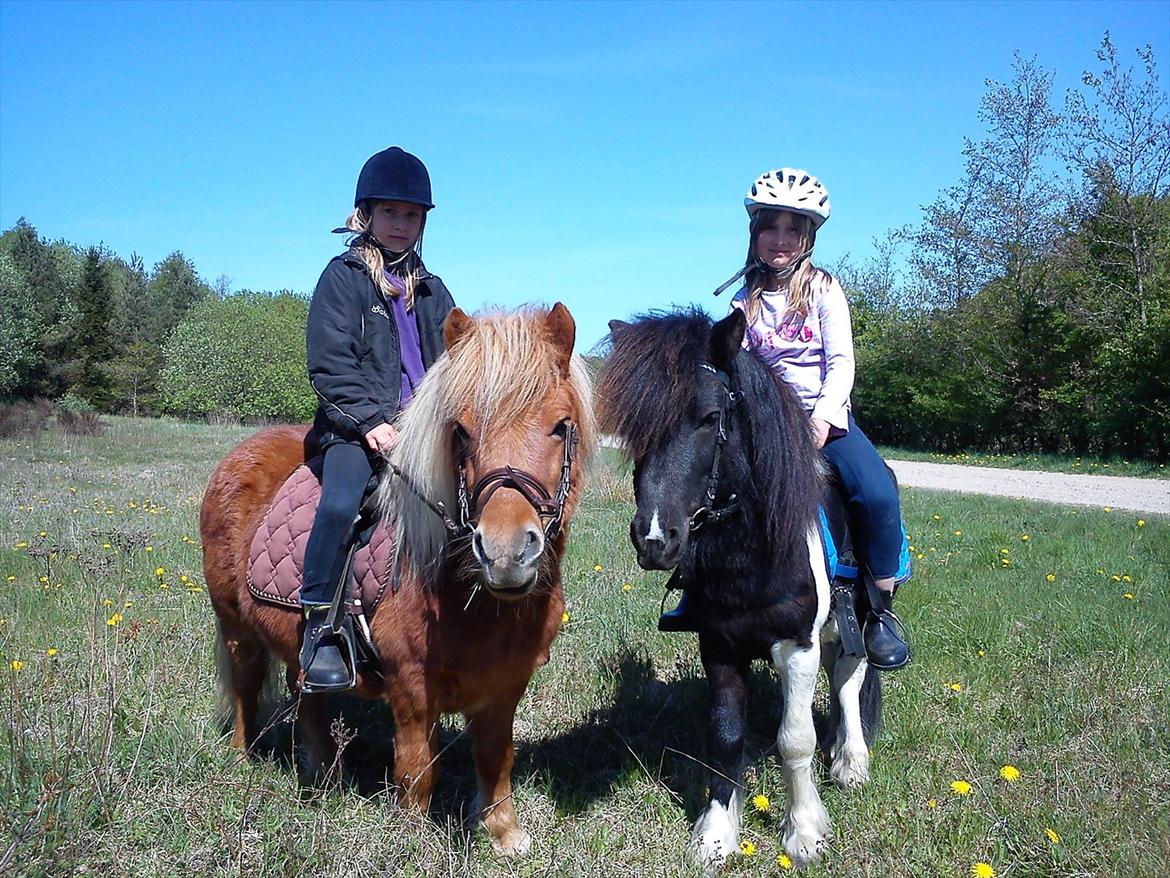 Anden særlig race Cowi - en tur i skoven  billede 3