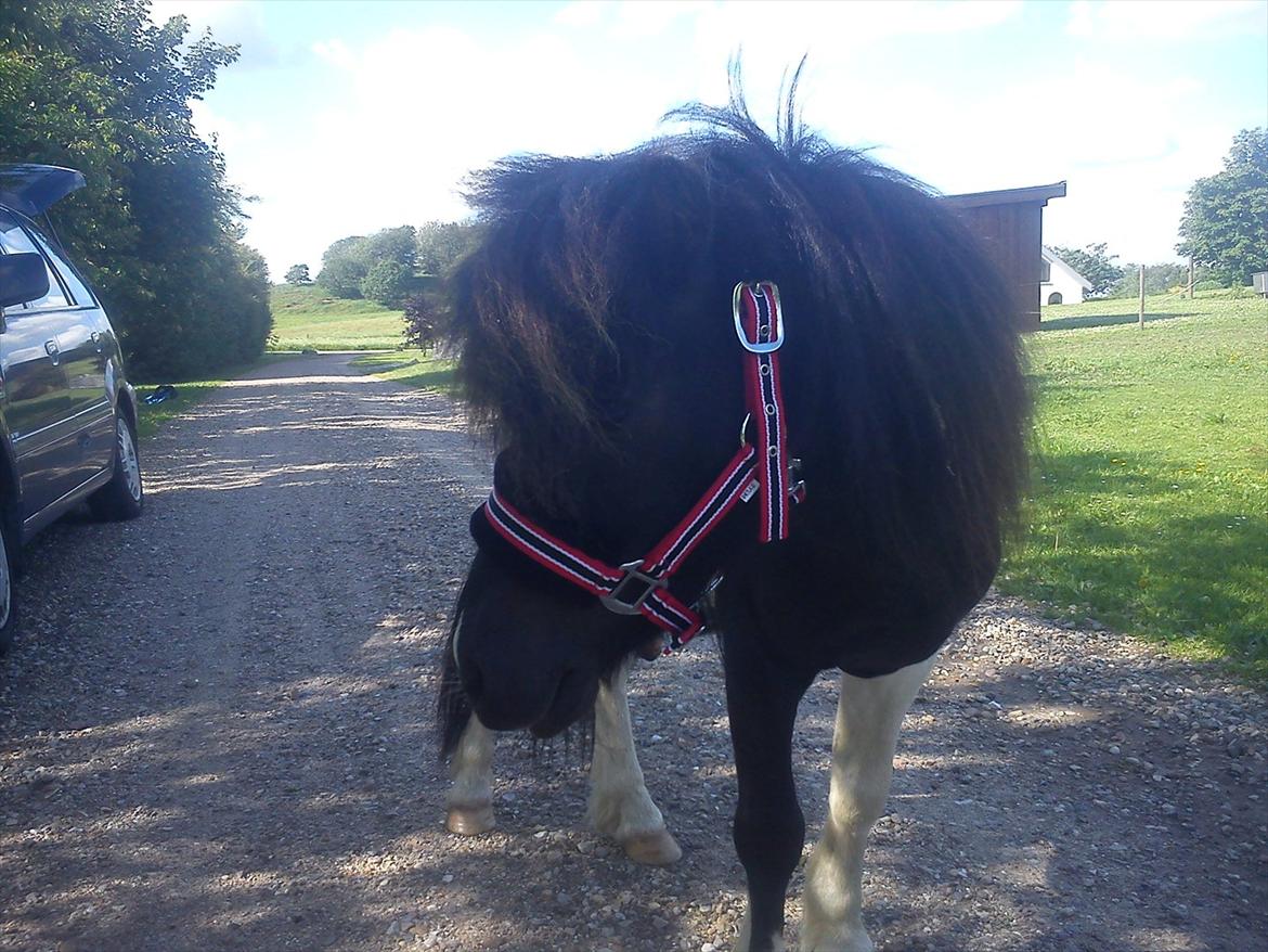 Anden særlig race Cowi - lige en tur på grosevejen billede 4