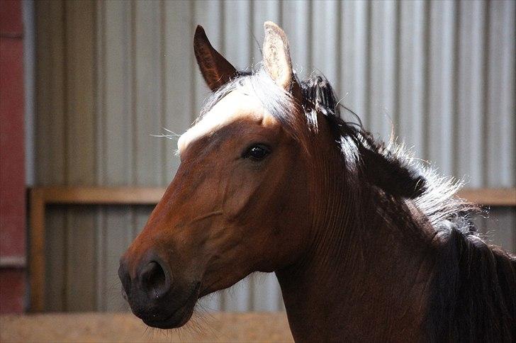 Anden særlig race Nowy rok billede 1