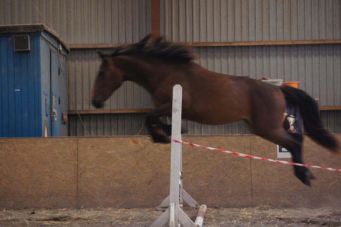 Anden særlig race Nowy rok billede 15