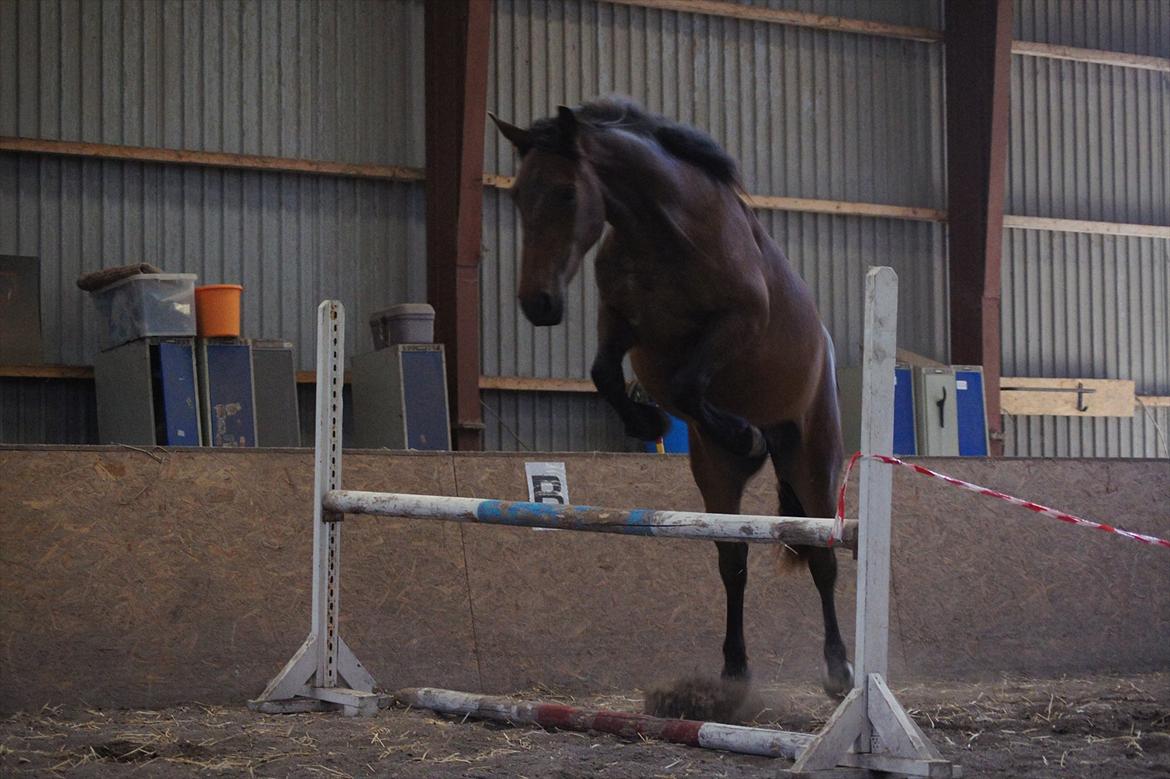 Anden særlig race Nowy rok billede 16