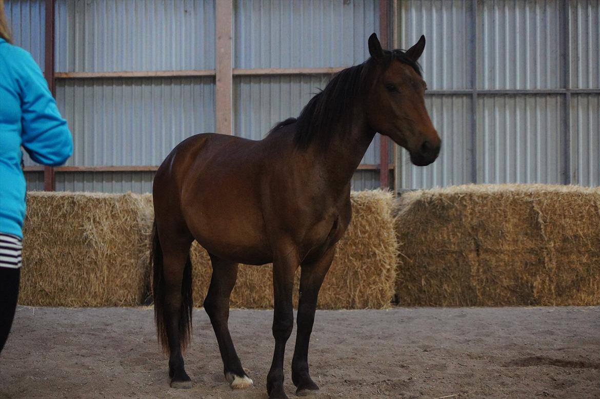 Anden særlig race Nowy rok billede 17