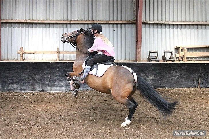 DSP Tværhøjgårds Athene ( mit et og alt )<3 - vild hesten

©LDH • O'malley!:-D har taget det





 


 billede 8