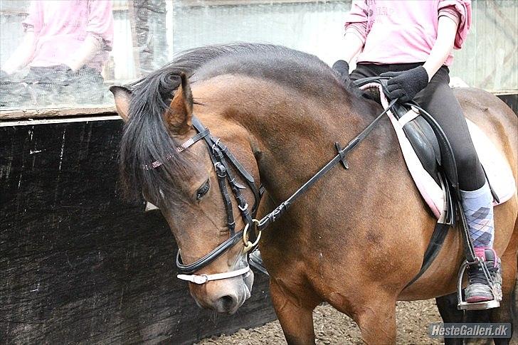 DSP Tværhøjgårds Athene ( mit et og alt )<3 - smuksaken

©LDH • O'malley!:-D har taget det






 
 billede 9