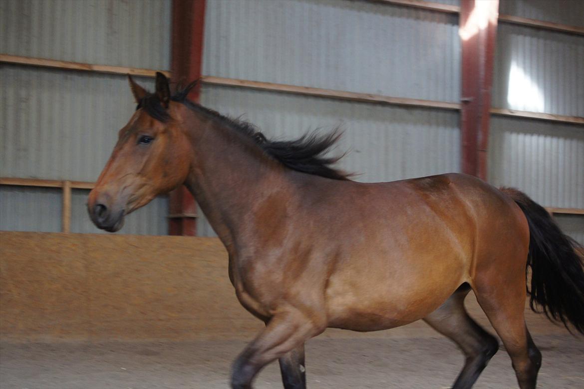 Anden særlig race Nowy rok billede 18