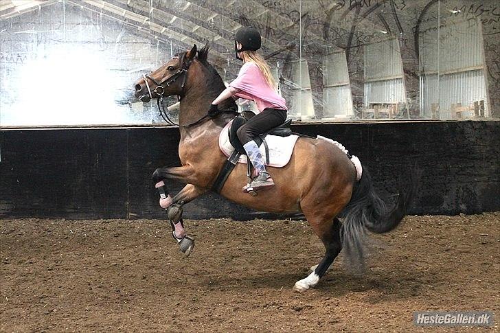 DSP Tværhøjgårds Athene ( mit et og alt )<3 - bliver lidt his

i©LDH • O'malley!:-D har taget det





 
 billede 10