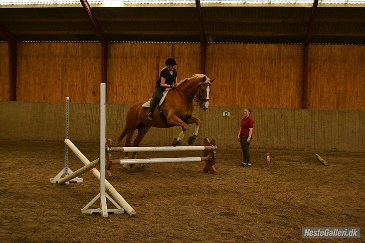 Anden særlig race Tiarco Brentedal - Taget af Emma Salling Evertsen Andersen © - Han synes sgu det er sjovt at springe! :) billede 15