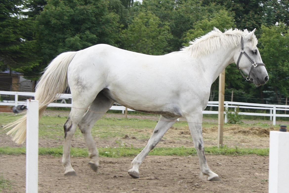 Holstener Calina billede 7