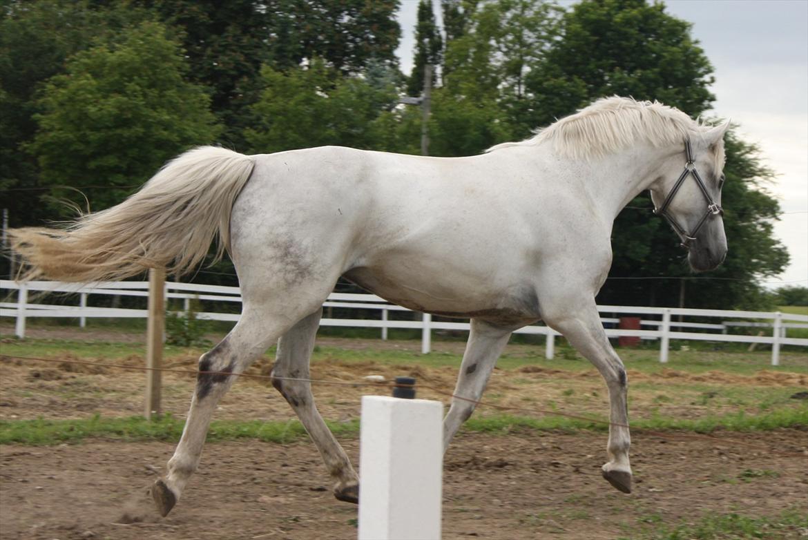 Holstener Calina billede 9