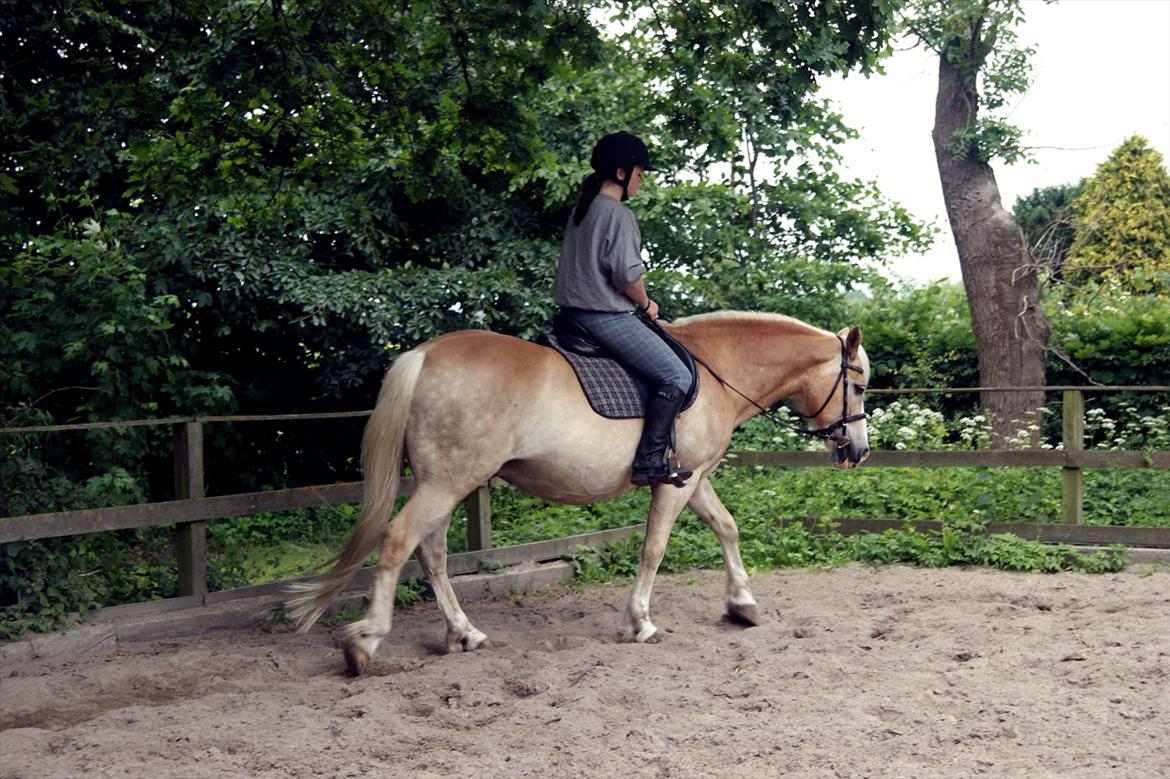 Haflinger bastian [tidl. part] :'( billede 11