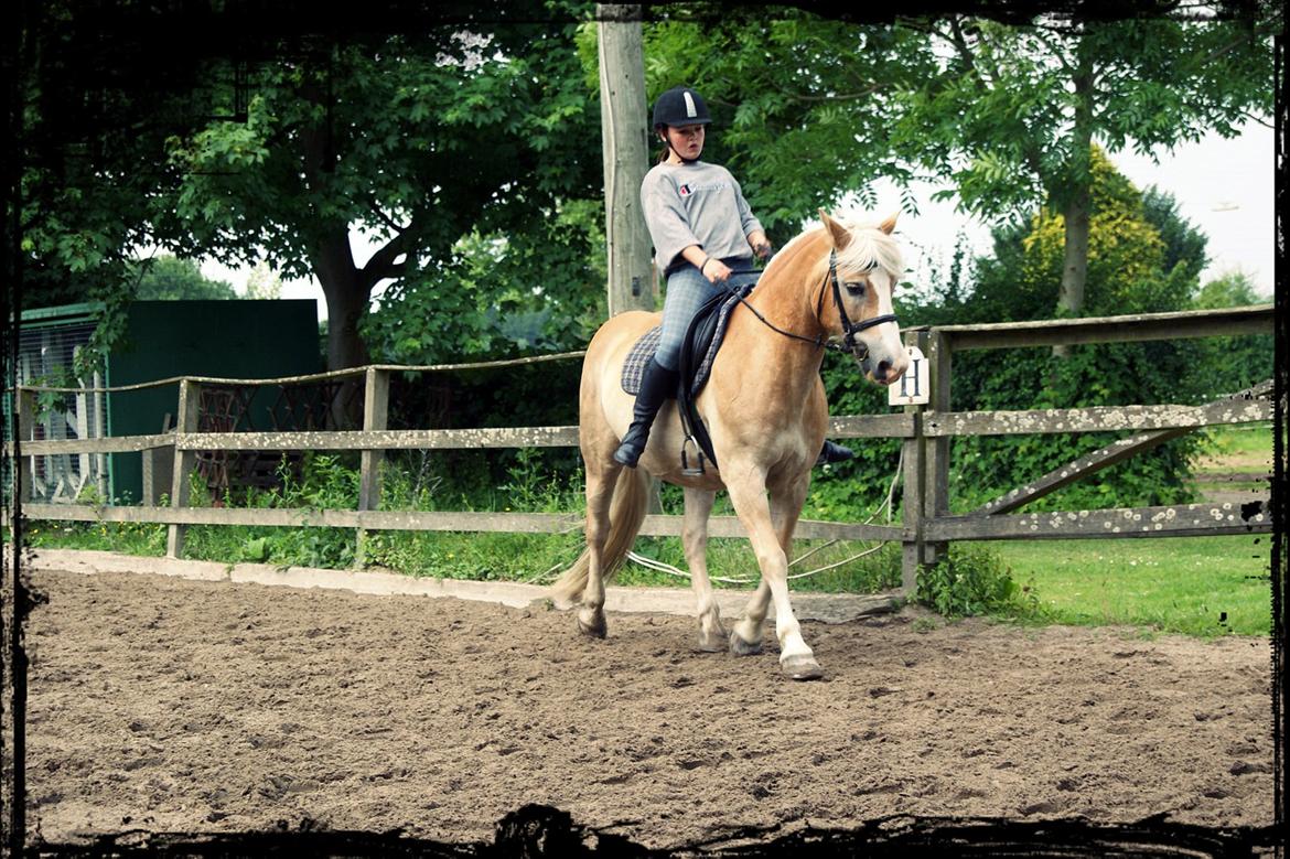 Haflinger bastian [tidl. part] :'( billede 12