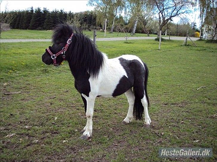 Anden særlig race Cowi - jeg ser super flot ud gør jeg ikke


tad af michel billede 5