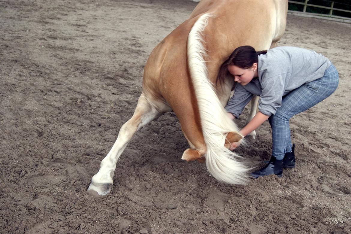 Haflinger bastian [tidl. part] :'( - hyggedag med bassen :*
 billede 13