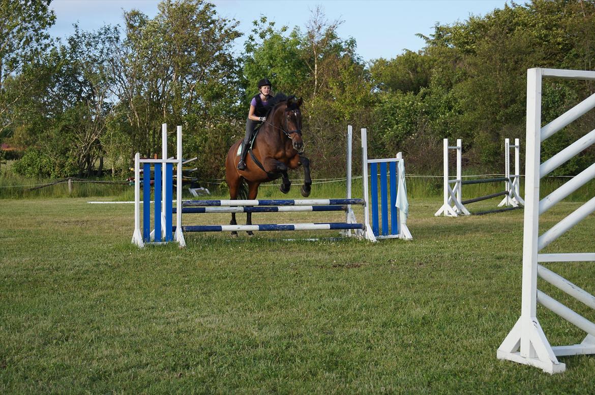 Westfaler Rebell 406 billede 7