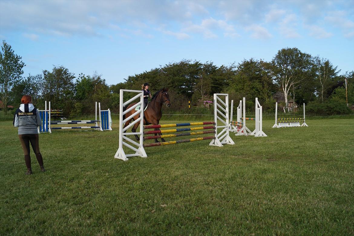 Westfaler Rebell 406 billede 6