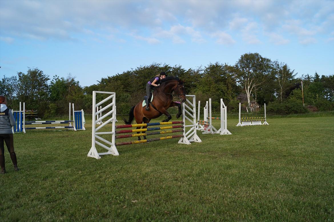 Westfaler Rebell 406 billede 5