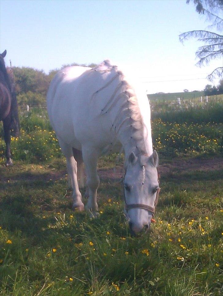 Welsh Mountain (sec A) Bombay<3 - Du er mit livs kærlighed! :´-) jeg vil aldrig glemme dig!! :* billede 7