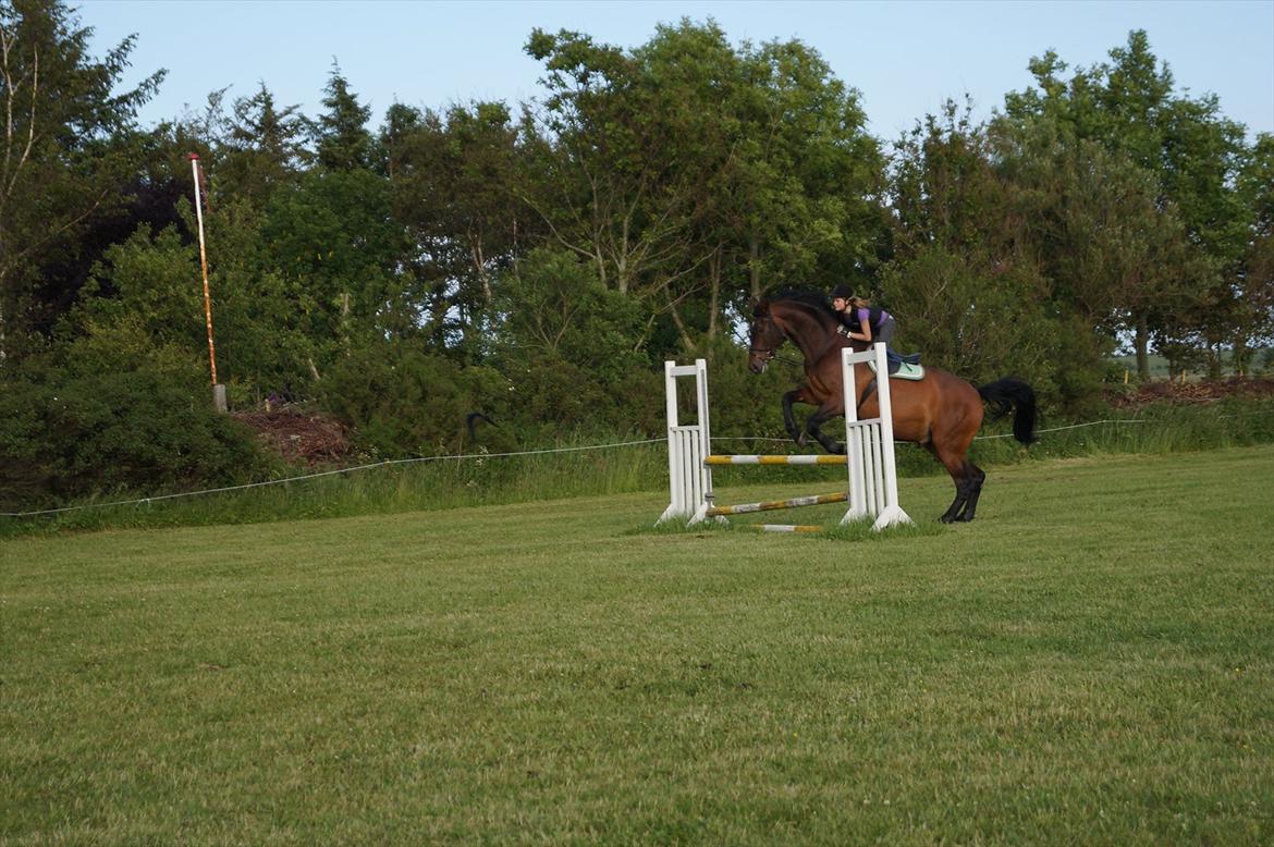 Westfaler Rebell 406 billede 8