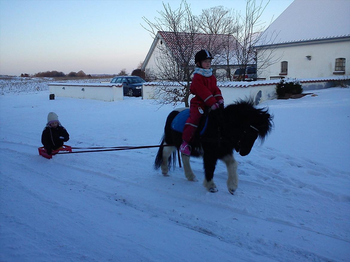Anden særlig race Cowi - en sjov kælke tur billede 6