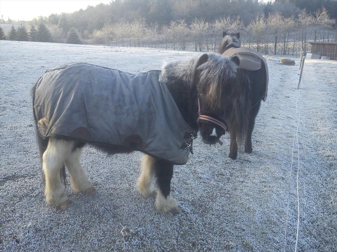 Anden særlig race Cowi - uhhhhhhhhhhhhhhhhhhhhhhhhhhhhhhhhhhhhhhhhhhhhhhhh jeg frysser billede 7