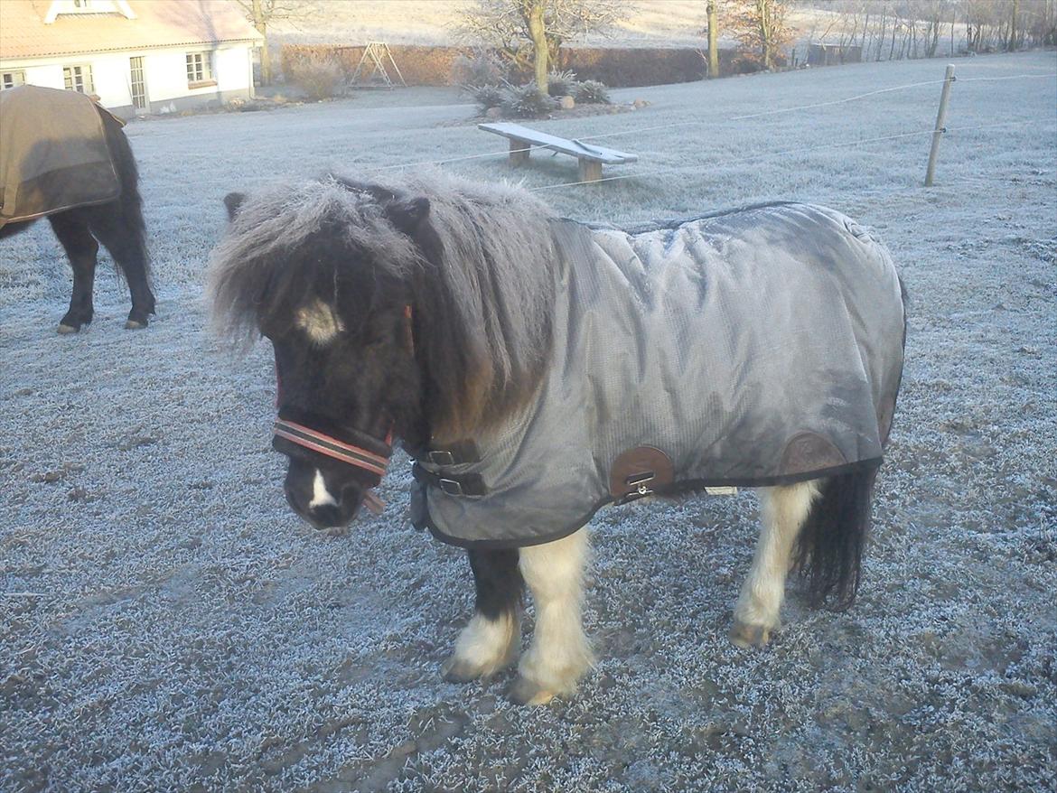 Anden særlig race Cowi - se den lille smuke vallak billede 8