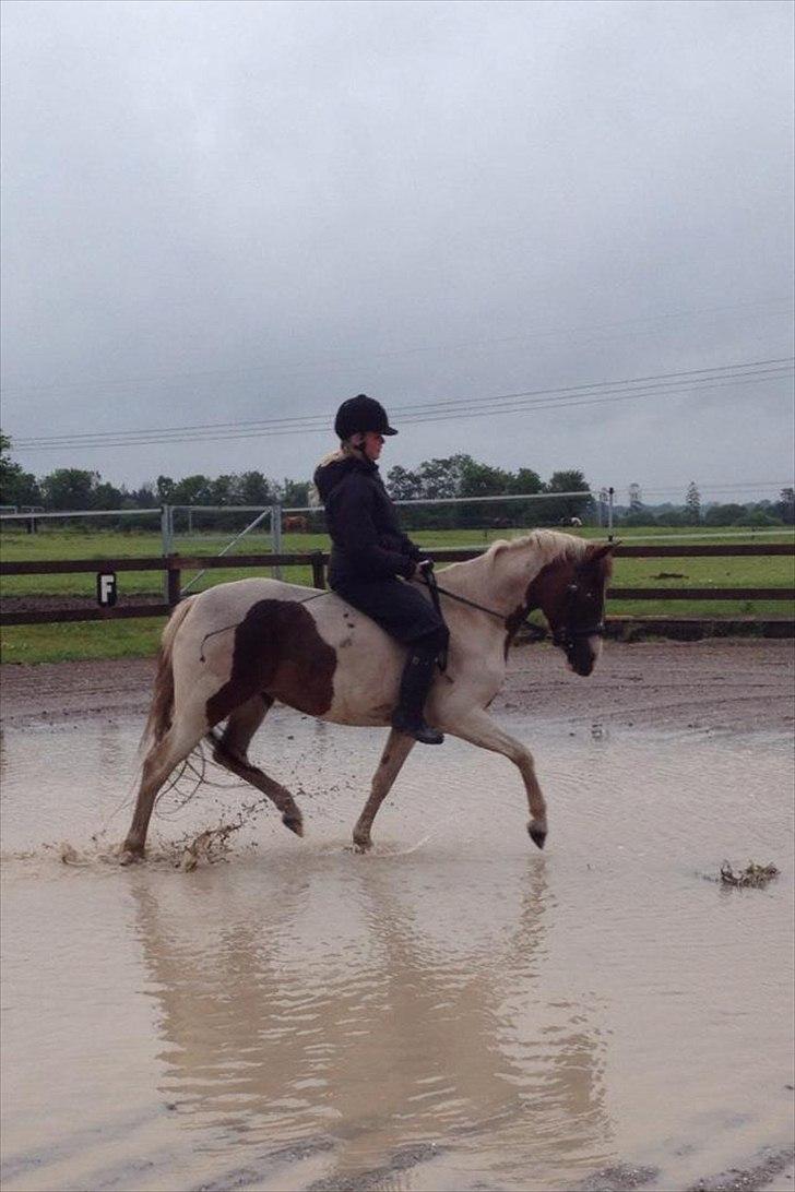 Anden særlig race Chanel - Solgt - Chanel i en vandpyt, uden sadel og i pis-regnvejr :) 18/6-12 billede 20