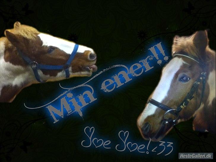 Pinto Joe Joe billede 18