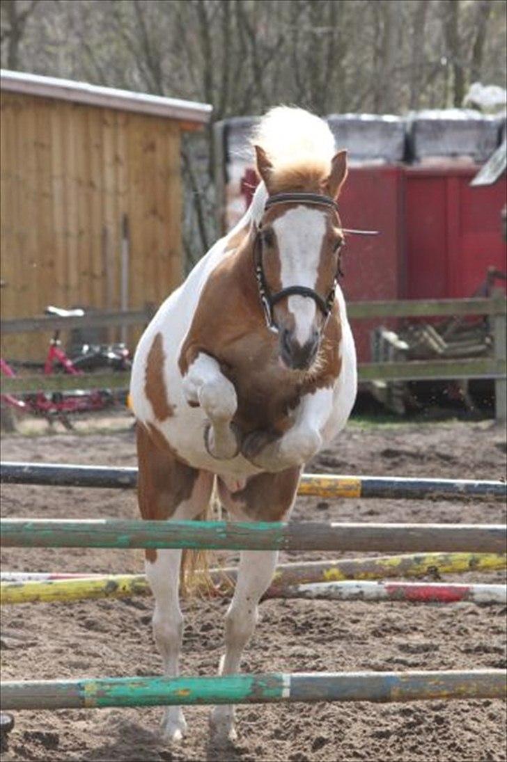 Pinto Joe Joe - Et par billeder da de sprang løs billede 20