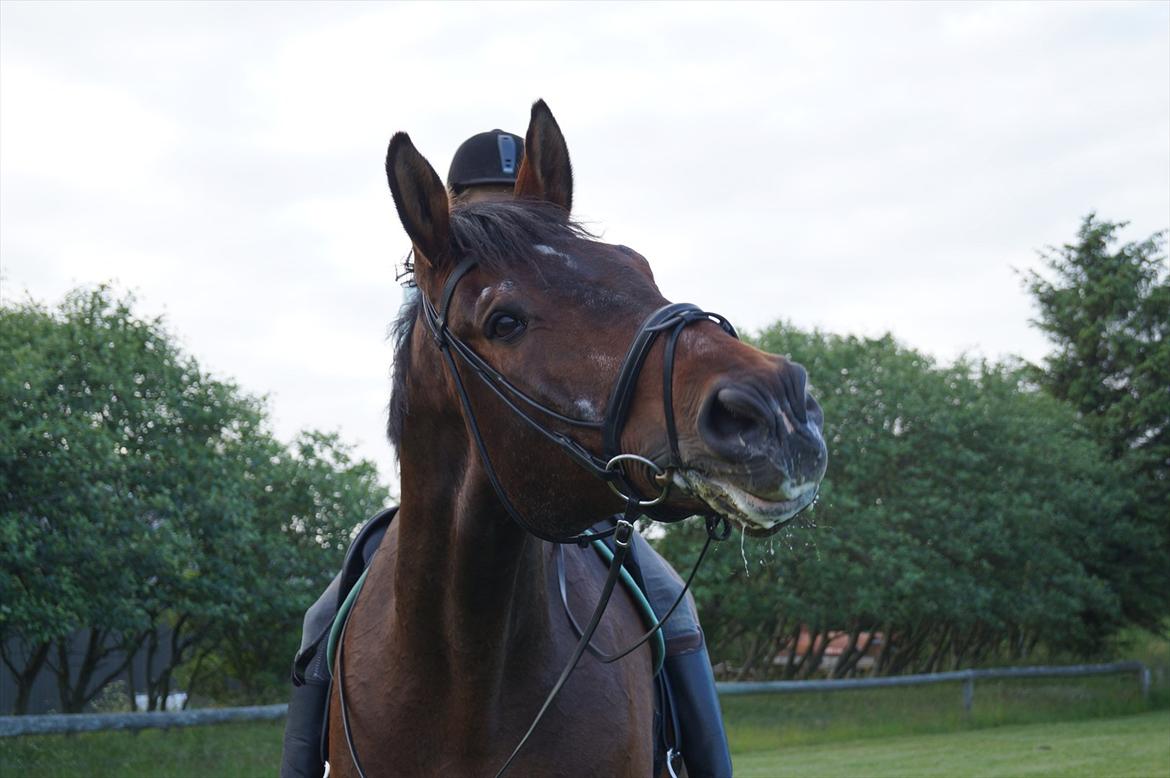 Westfaler Rebell 406 billede 13