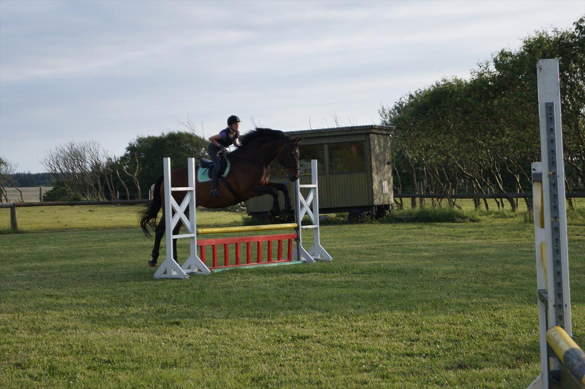 Westfaler Rebell 406 billede 9