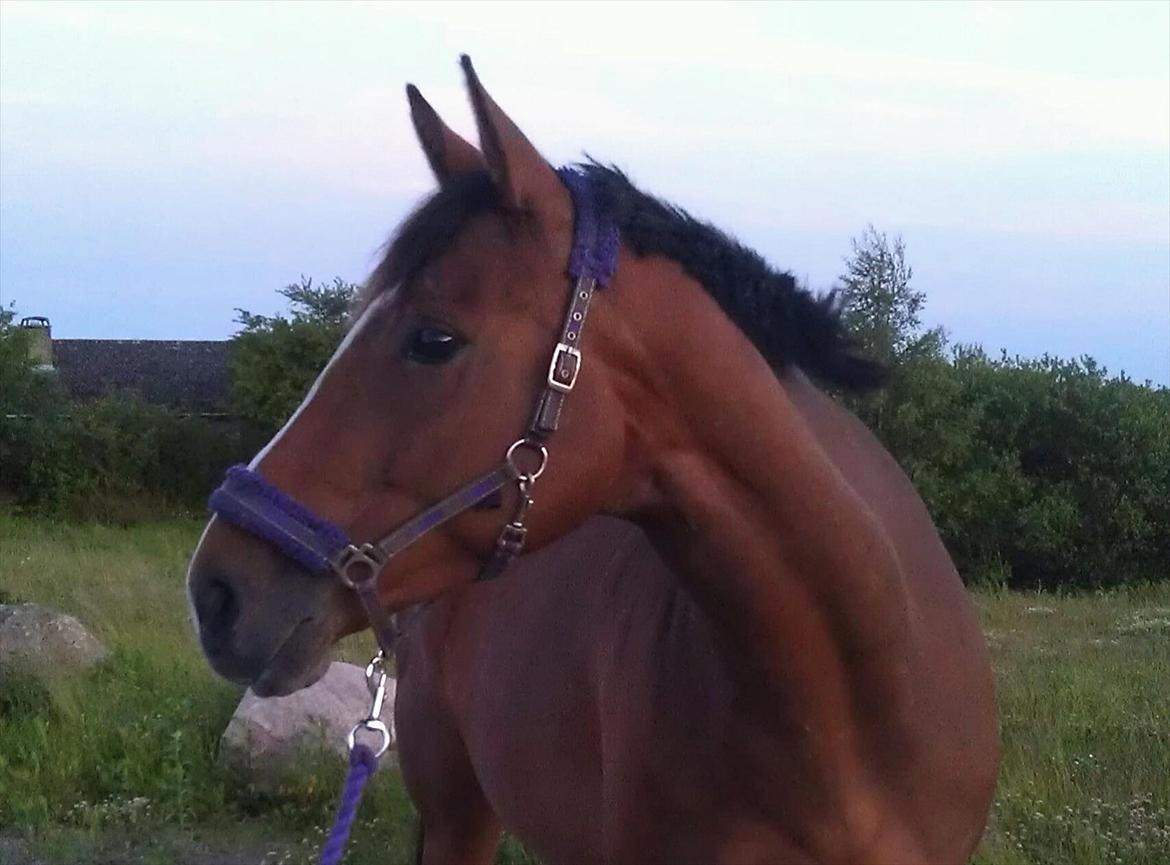 Fuldblod (XX) Rock The Socks - Aftentur :o) JUNI 2012 *Foto: mor* billede 5