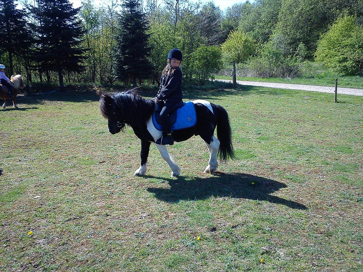 Anden særlig race Cowi - en tur påride banen billede 11