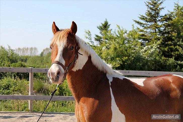 Pinto Royal Rocky<3 - Smukke pony<3 billede 1