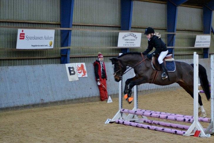 Tysk Sportspony Fairly's Break-Dancer <3 - Mig og Breaker springer til julestævne i HORI<3 billede 3