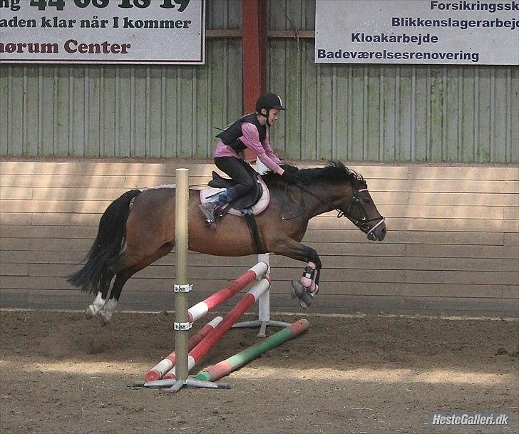 DSP Tværhøjgårds Athene ( mit et og alt )<3 billede 14