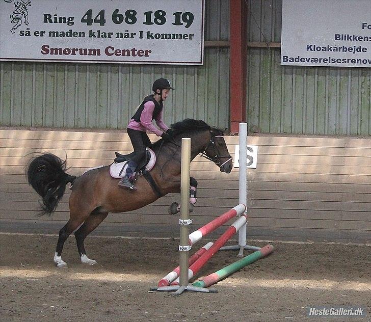 DSP Tværhøjgårds Athene ( mit et og alt )<3 billede 13