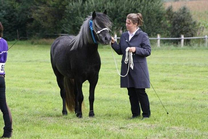 Highland Pony Aileen of Hesselholm - Aileen of Hesselholm til M&Ms summershow 2011. Her fik hun bl.a. 10 point for type. billede 1