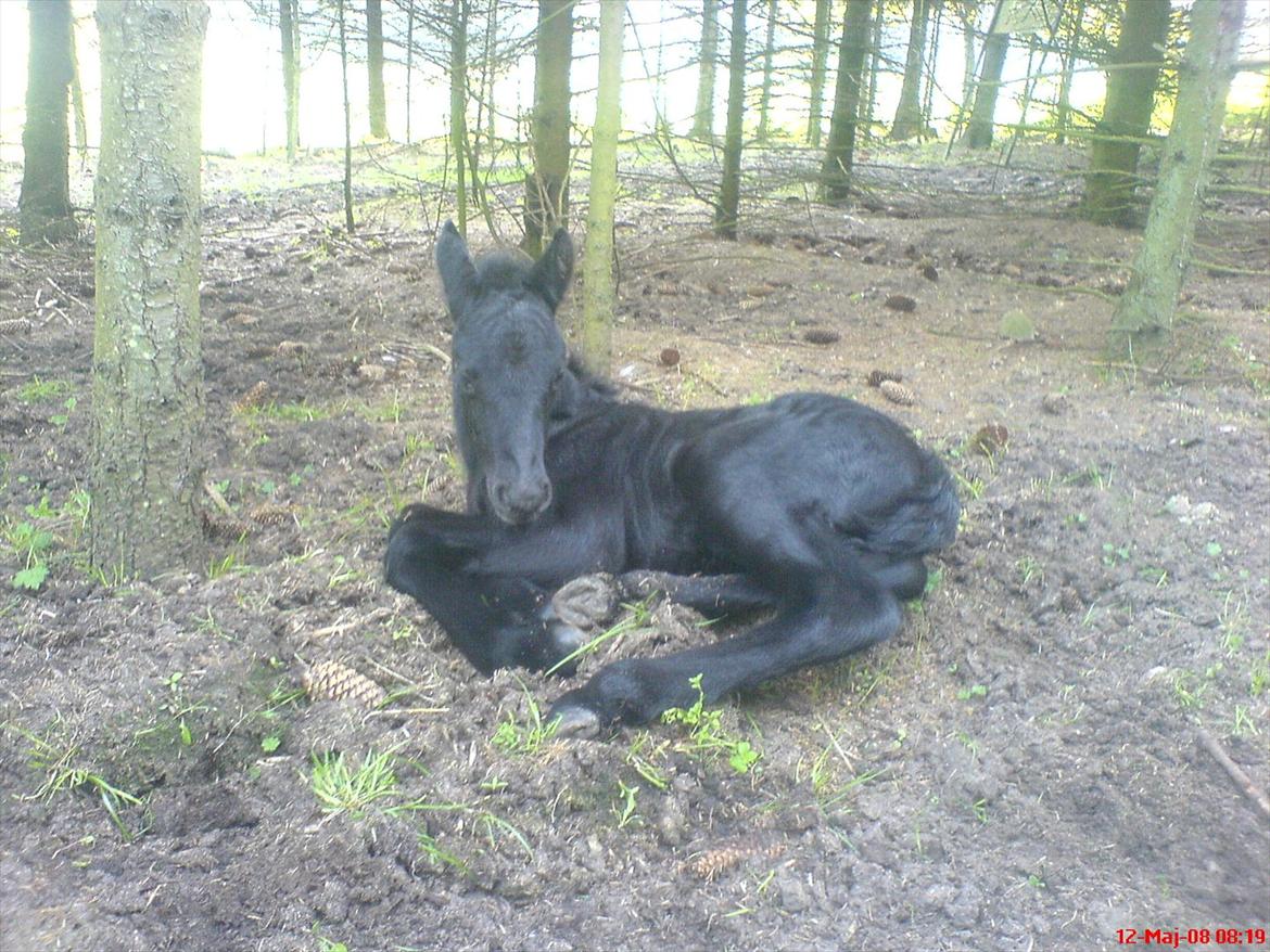 Highland Pony Aileen of Hesselholm - Aileen 1 dag gammel billede 3